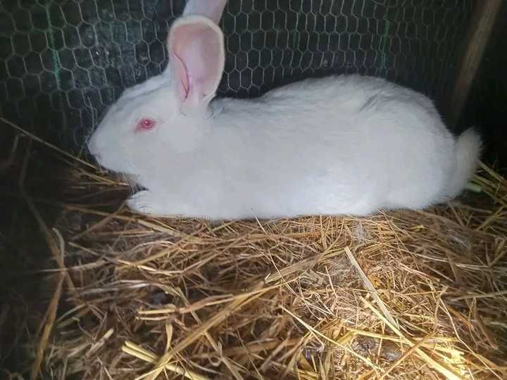 Coelhos  grandes porte