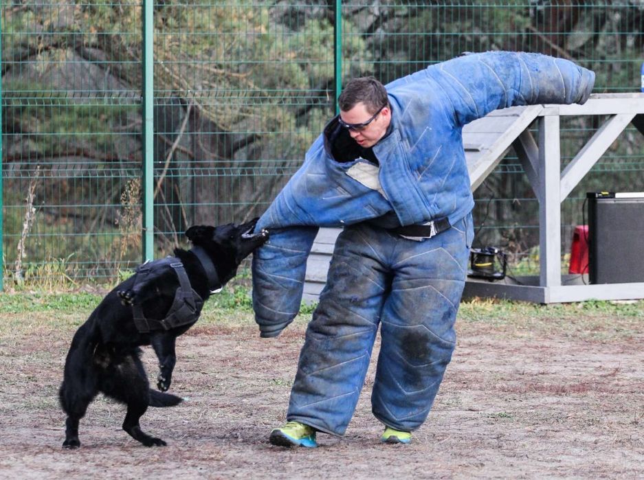 До продажу цуценя німецькоі вівчарки . Найкраще з виводку .