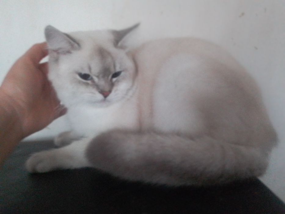 Котик кошеня хлопчик шиншила лінкс колор пойнт