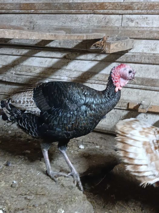 Młode indory z naturalnych lęgów