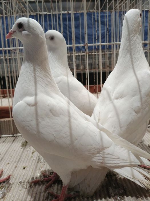 Gołębie białe pocztowe