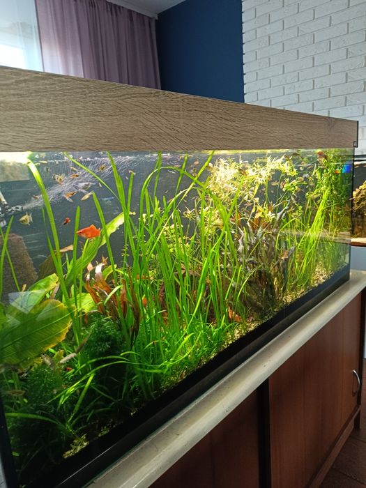 Sprzedam akwarium z życiem