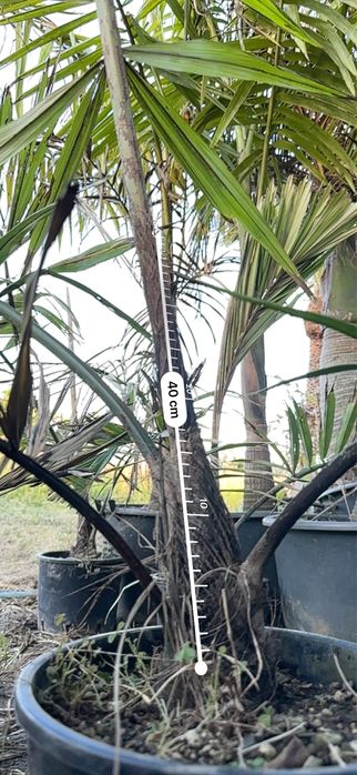 Palmeira Arenga micrantha