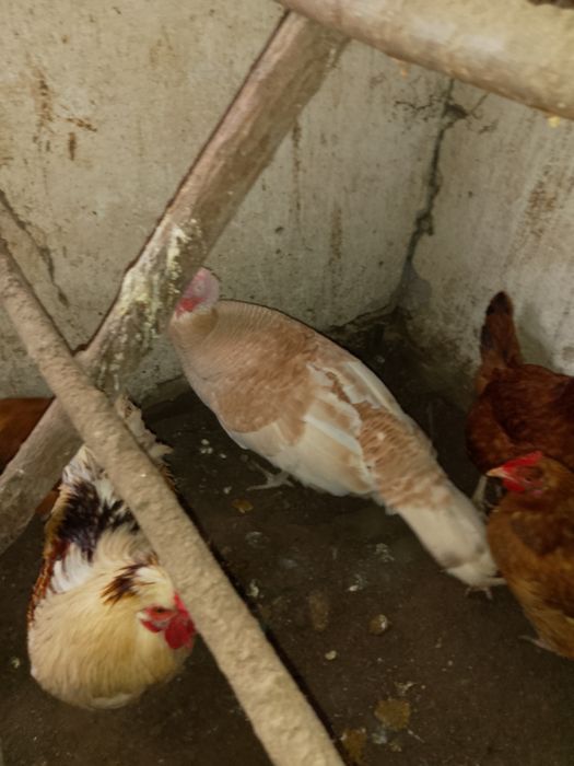 Indyczka na sprzedanie