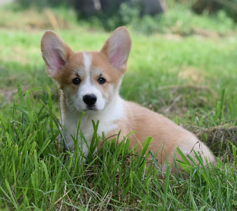Прикрасні малюки Коргі цуценята