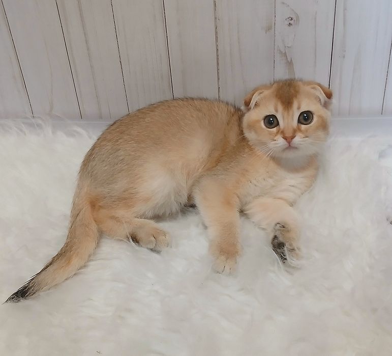 Кошеня 2.5місяці