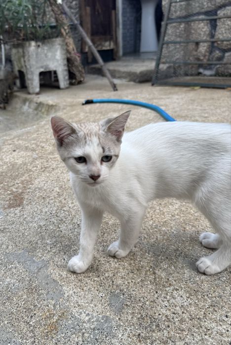 Gatos para adopção