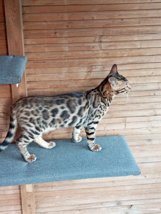 Kotek bengalski samiec gotowy do odbioru