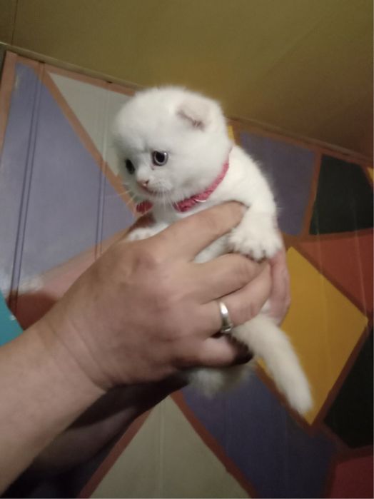 Кот для случки