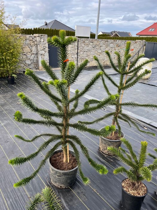 Araukaria Małpie Drzewo 130 cm wysokości