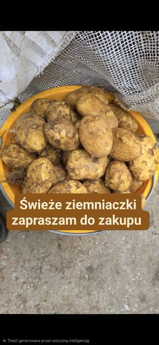 Młode zimniaki ignac