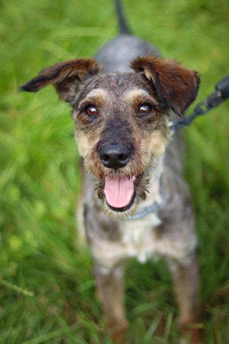 Setka - Drobna sunia szuka domu / do adopcji