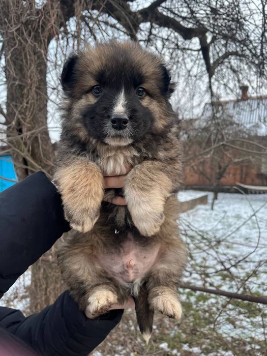 Пушистие щенки мальчики и девочки в хорошие руки