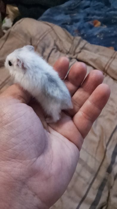 Джунгарські хом'яки