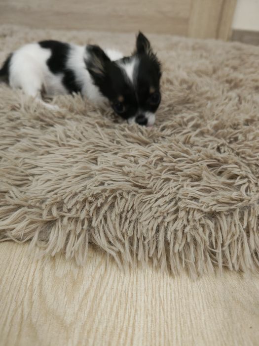 Chihuahua piesek