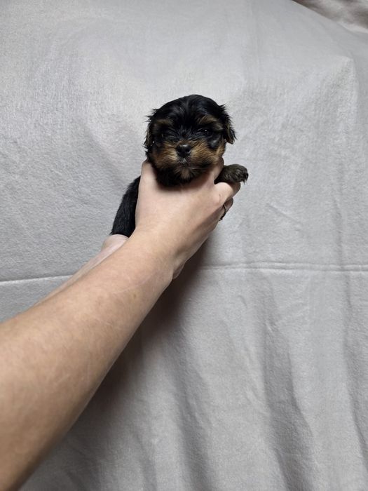 Йоркширский терьер мальчик