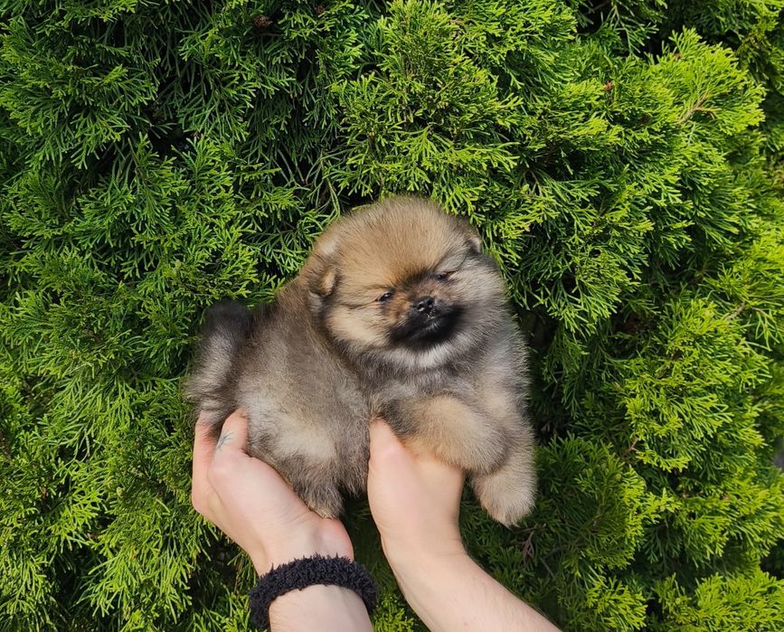 Szpic miniaturowy pomeranian