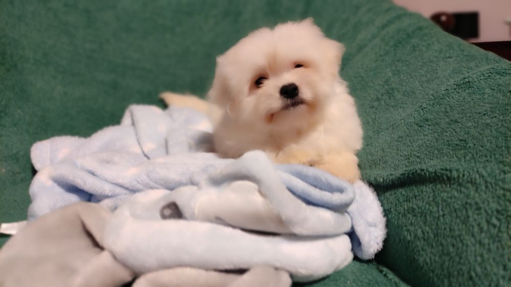 Maltipoo chłopiec Warszawa maltańczyk pudel