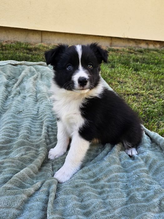 Border collie piesek