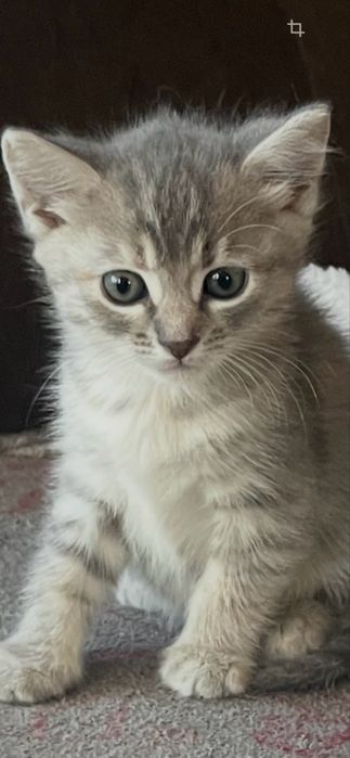 Кошенятка від гарних котиків