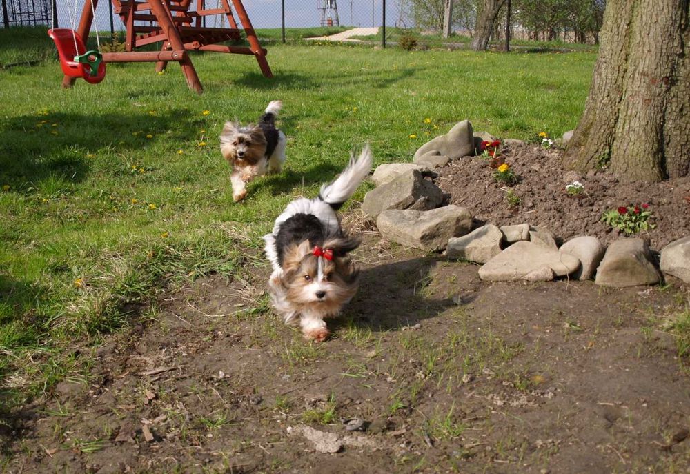 Biewer Yorkshire Terrier suczka 9  tyg.