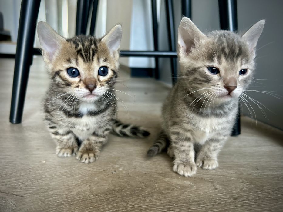Бенгальские котята