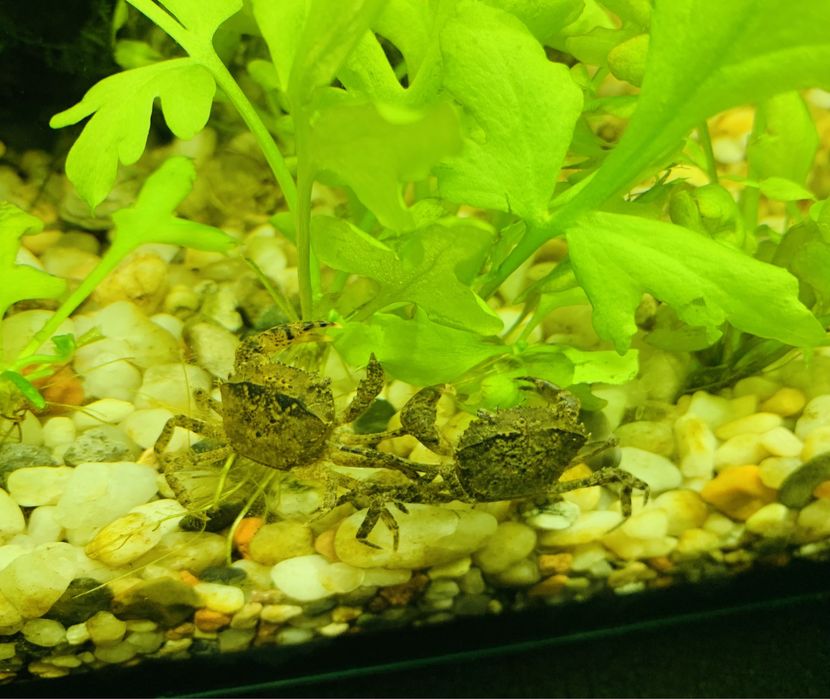 Krab wodny Mekhong thelphusa - Mini krab