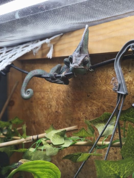 Terrarium kameleona jemeńskiego