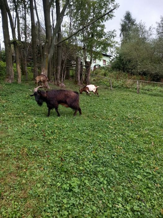 Młode baranki kamerunskie i kozy