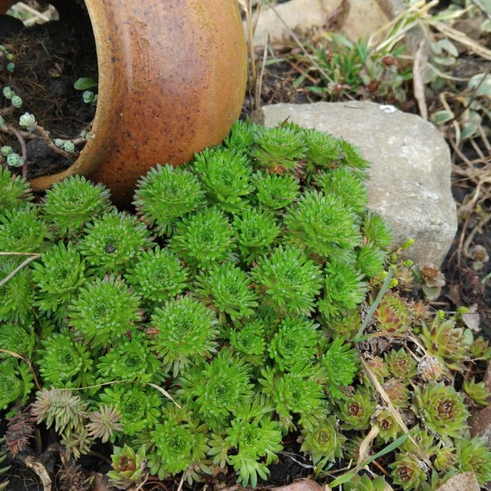 Почвопокривні, сукуленти, ломикамінь та багатоиіншого