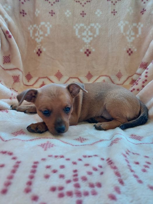 Cachorrinho pincher castanho