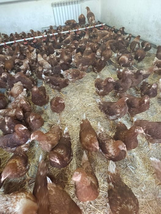 Кременчуг! ПРОДАМ! КУРЕЙ НЕСУШЕК! доставка безкоштовна