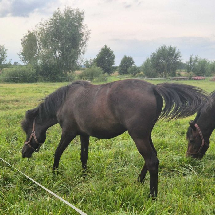 Klacz rasy huculskiej 5 letnia