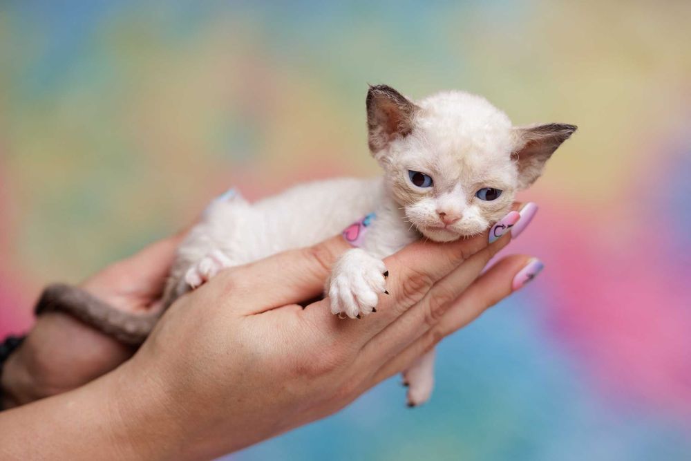Devon Rex* Dziewczynka*Josephine* Point