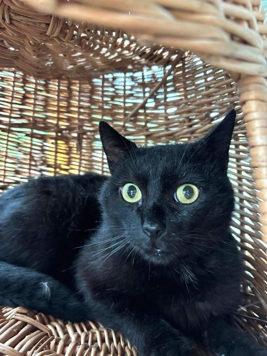 Kot Węgielek czeka na dom w schronisku