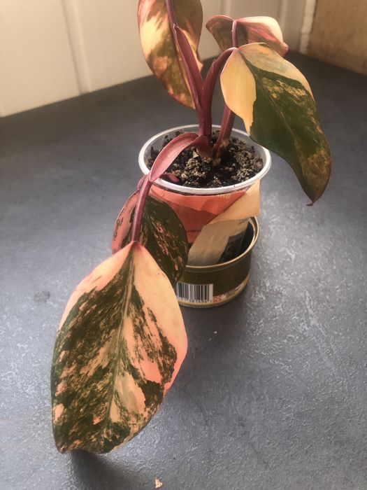 Філодендрон Ред Емеральд