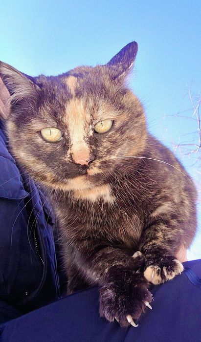 Kotka pilnie szuka domu