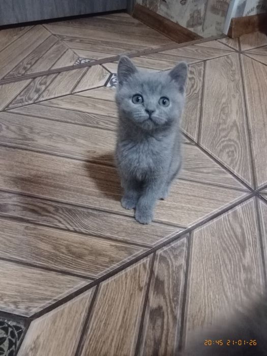 Продам шотландського хлопчика та дівчинку