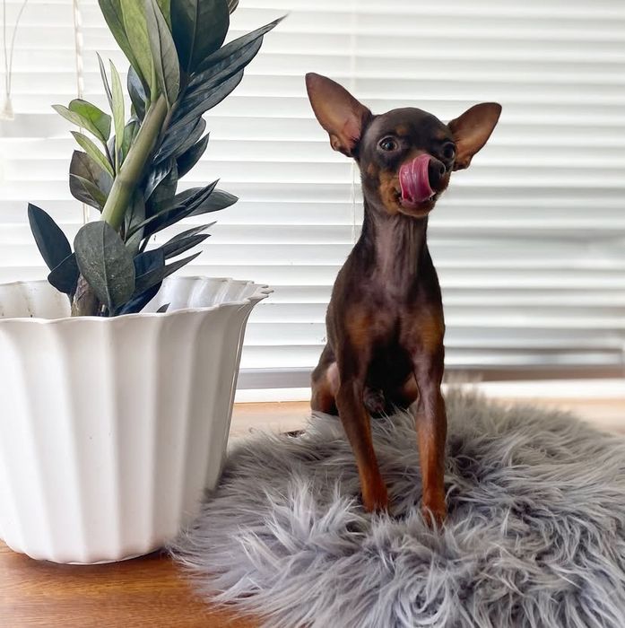 Маленький охранник той терьер