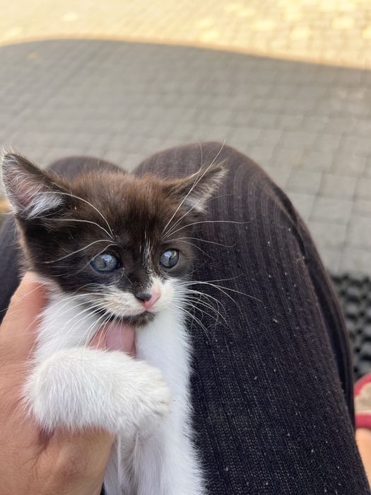 Котики в добрі руки