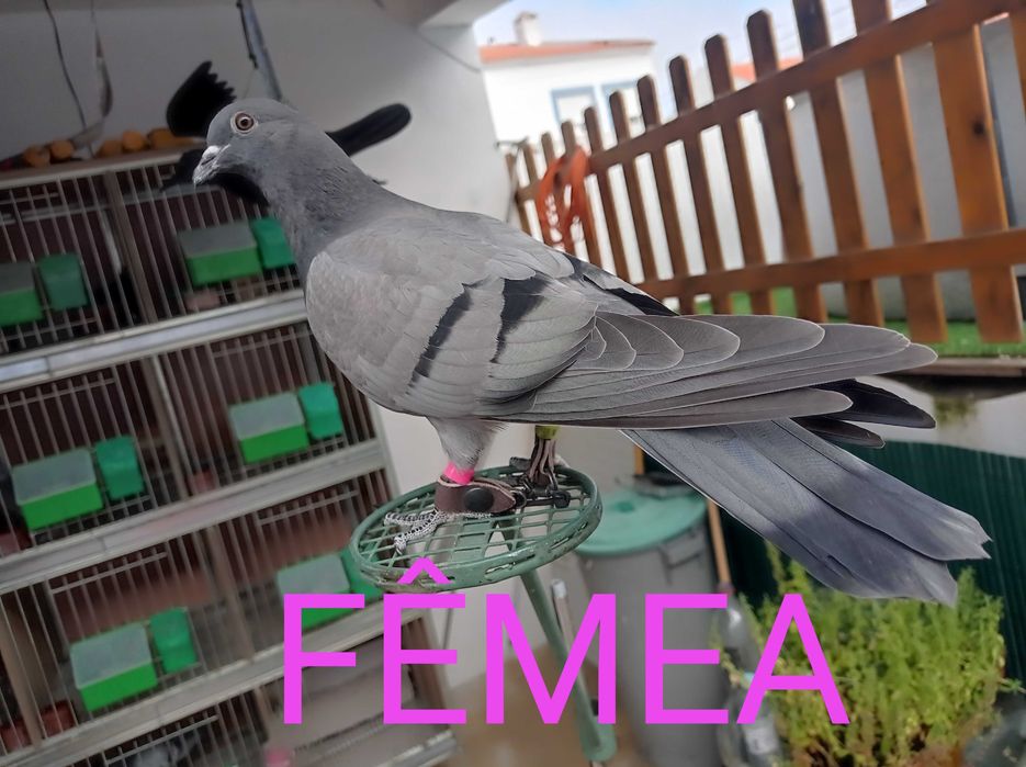 Pombos de várias raças para negaça