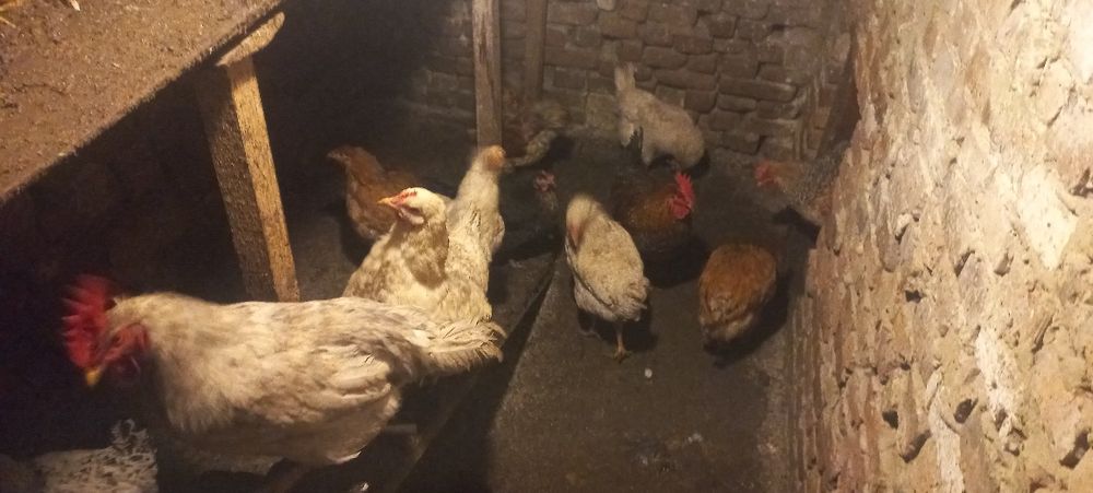 Продам інкубаційний яйця кури домінант