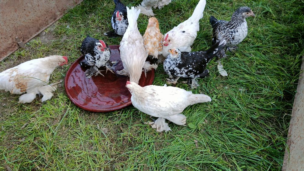 Liliputy . Liliputy. Liliput