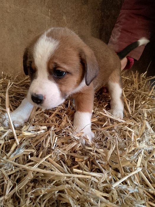 Pieski boxer z brązowym mieszańcem