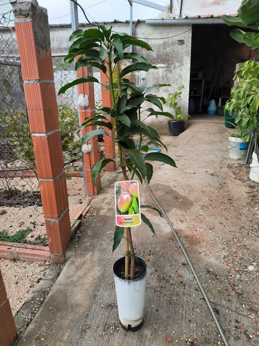 Manga Enxertadas Alphonso / Irwin / Osteen  [Mangifera indica]