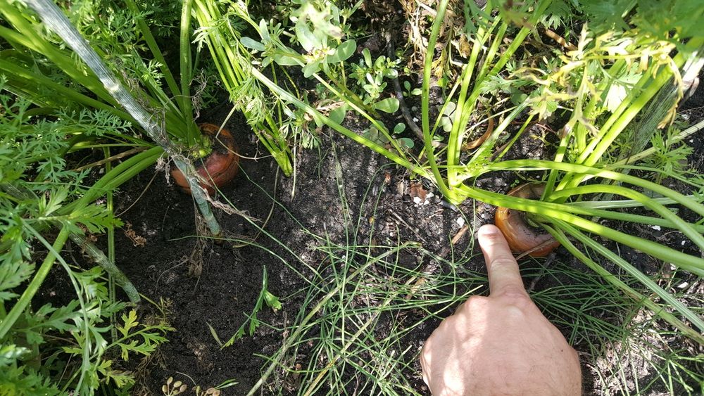 Torf ziemia ogrodowa czarna ziemia Końskie Rogów