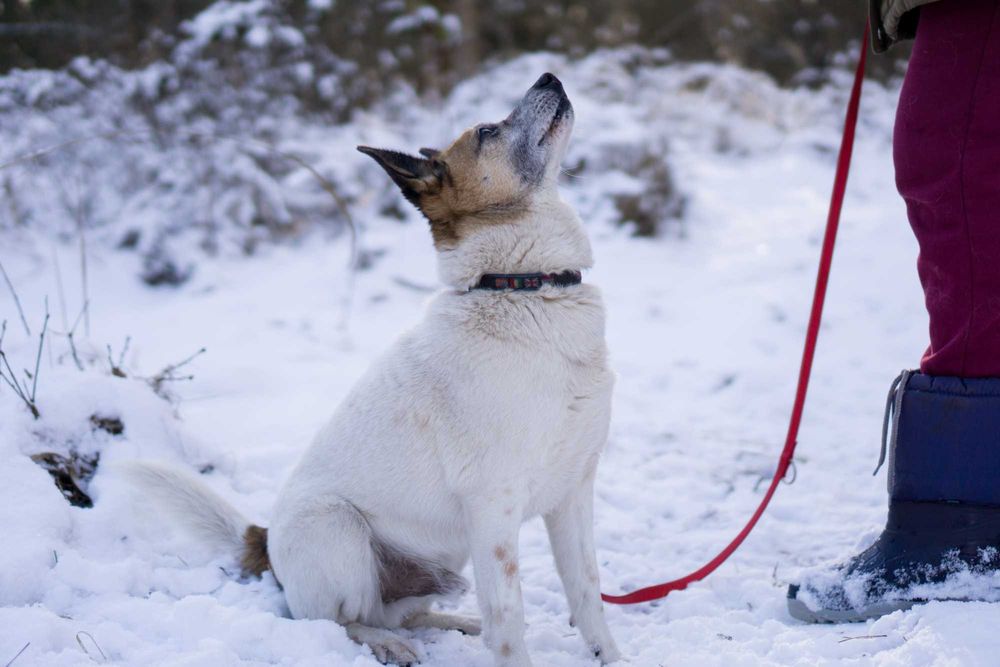 10 letni Remik  - adoptuj go!