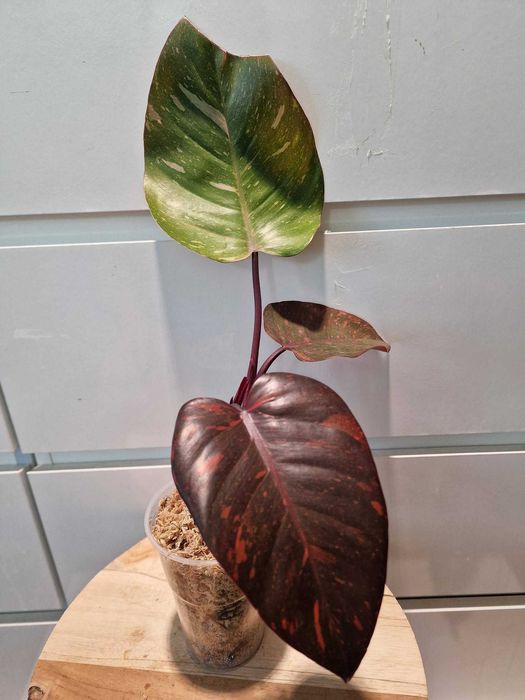 Philodendron Orange Princess Filodendron