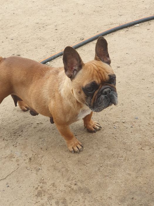 Bulldog francuski/Dorosła ruda sunia