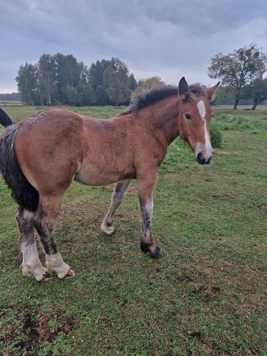 Polski koń zimnokrwisty